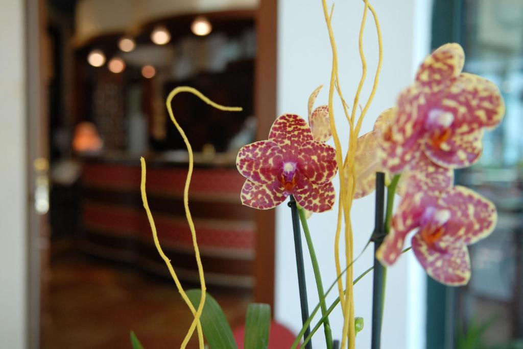 Hotel Dei Platani Rimini Ngoại thất bức ảnh